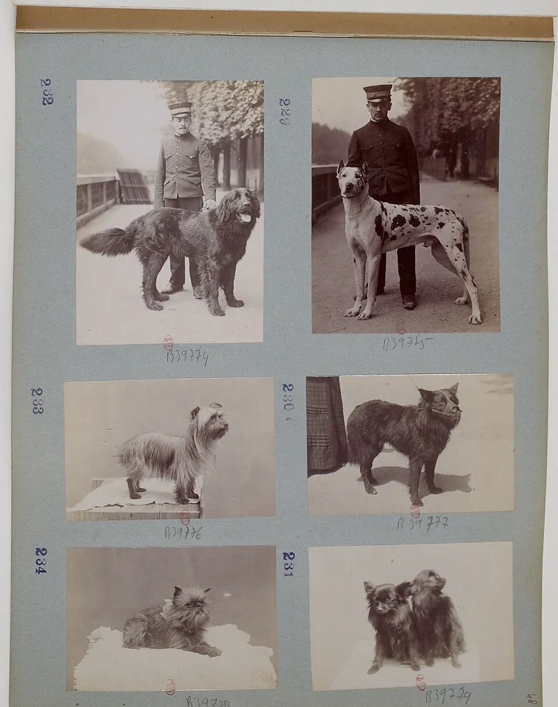 Schipperke fotoğraf 2