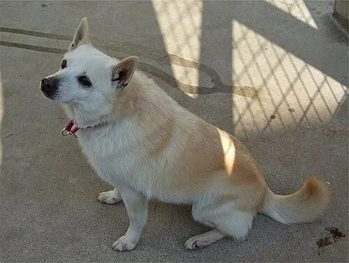 Schipperke fotoğraf 3