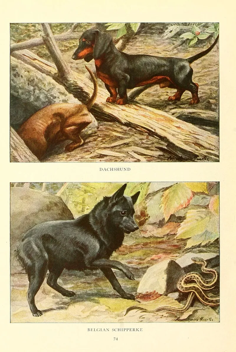 Schipperke fotoğraf 4