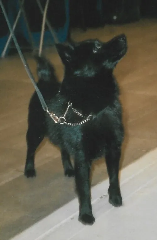 Schipperke fotoğraf 5