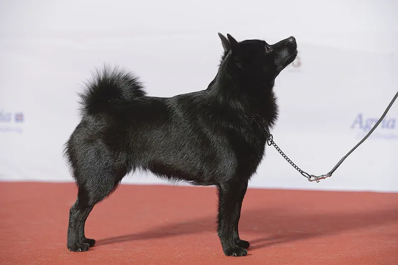 Schipperke fotoğraf 6