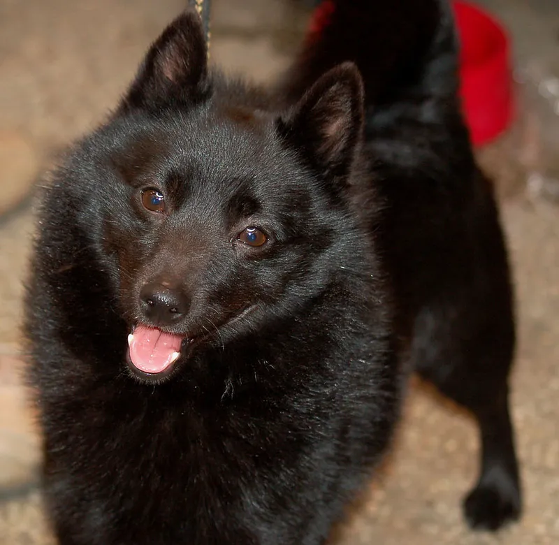 Schipperke fotoğraf 7