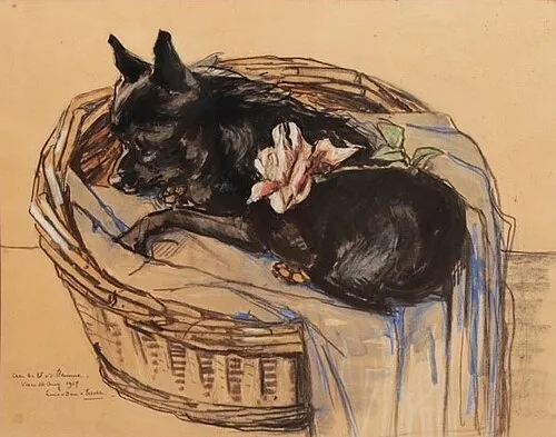 Schipperke fotoğraf 8
