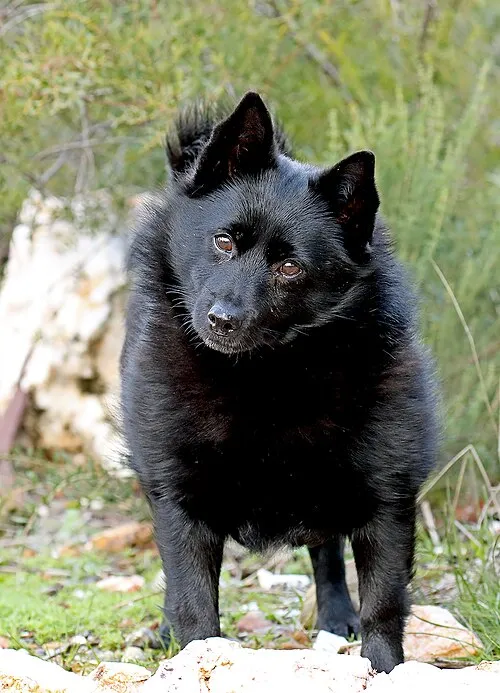 Schipperke fotoğraf 9