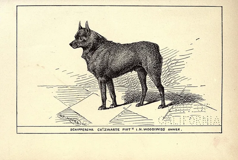 Schipperke fotoğraf 10