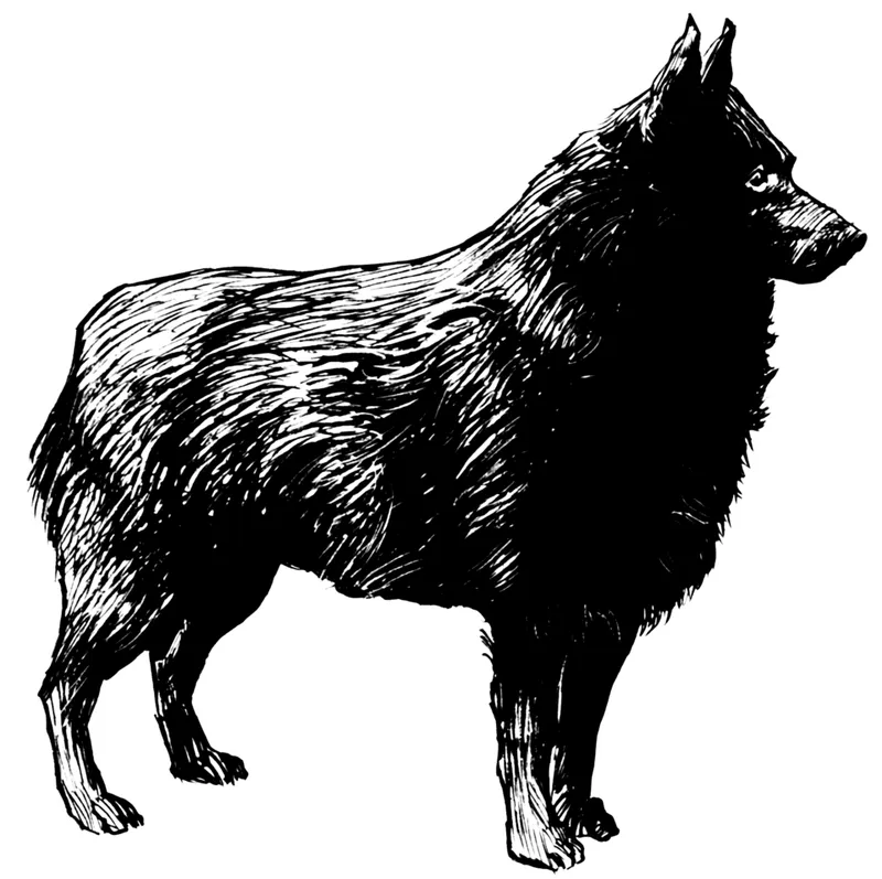 Schipperke fotoğraf 11
