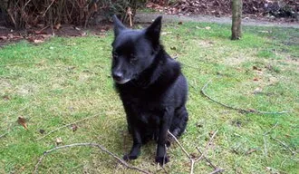 Schipperke fotoğraf 12