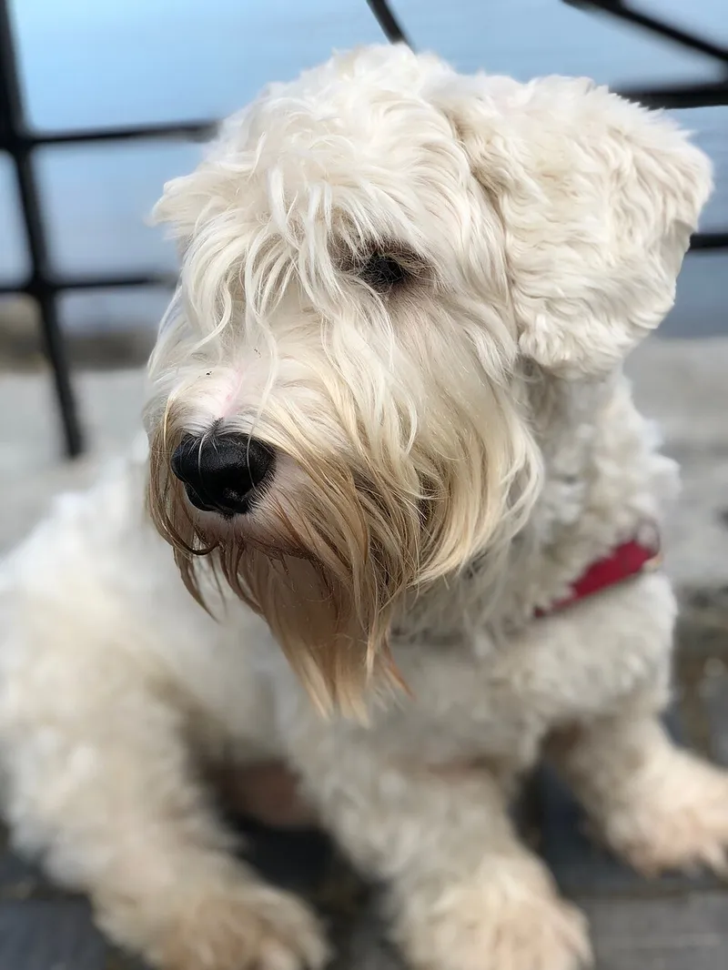 Sealyham Terrier fotoğraf 1