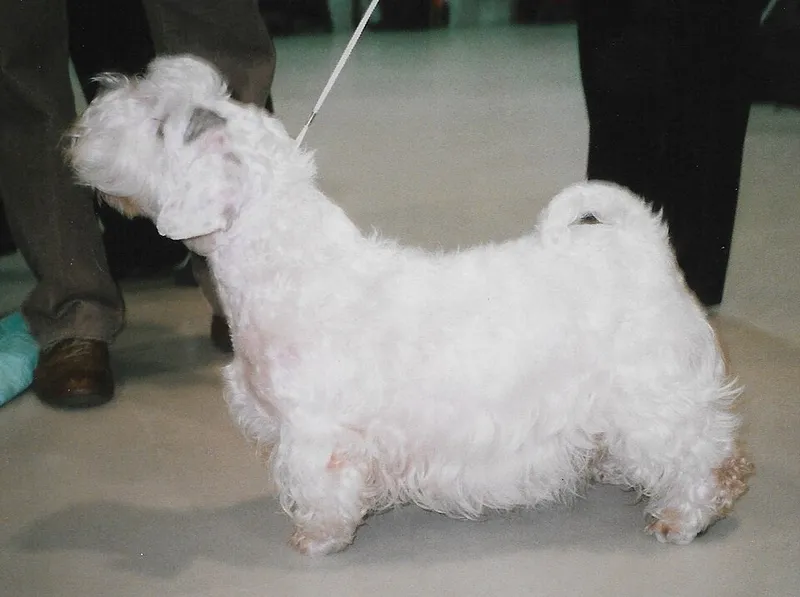 Sealyham Terrier fotoğraf 2