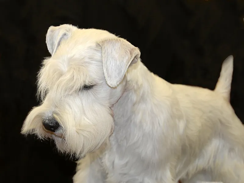 Sealyham Terrier fotoğraf 3