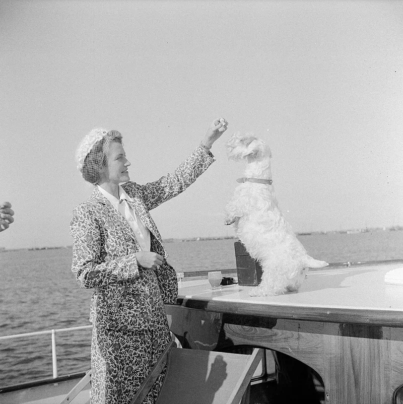 Sealyham Terrier fotoğraf 4