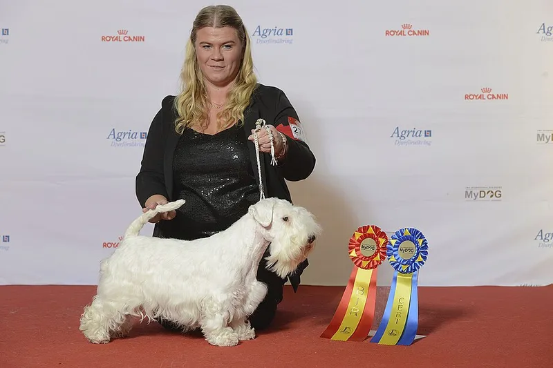 Sealyham Terrier fotoğraf 5