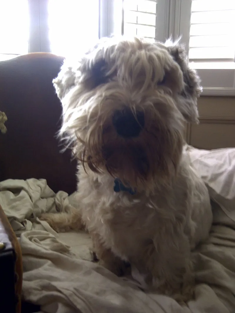 Sealyham Terrier fotoğraf 6