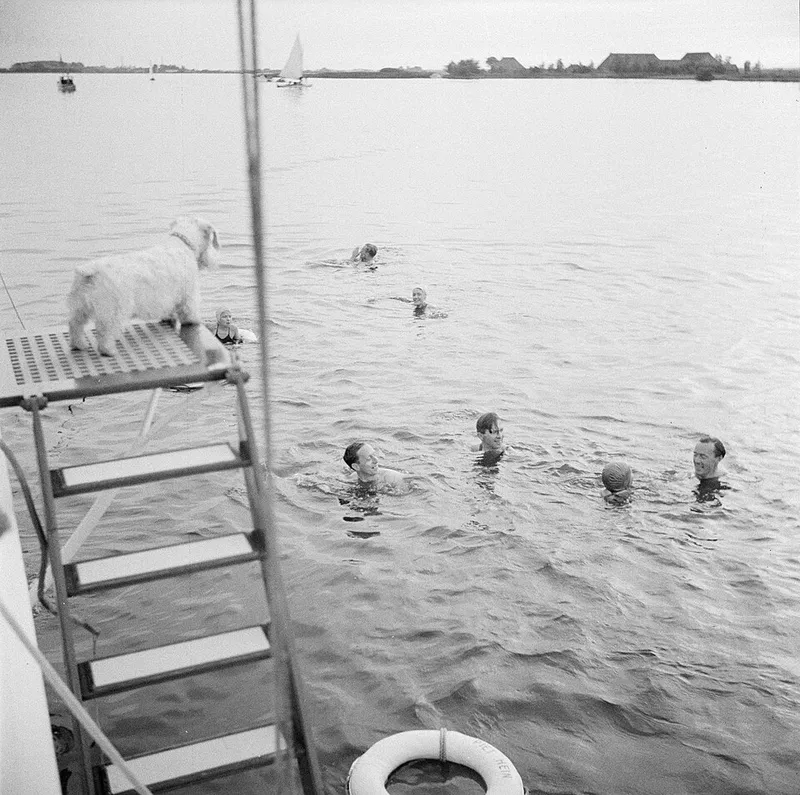 Sealyham Terrier fotoğraf 7