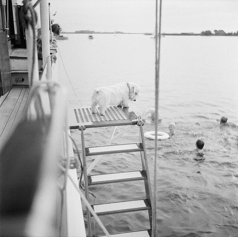 Sealyham Terrier fotoğraf 12