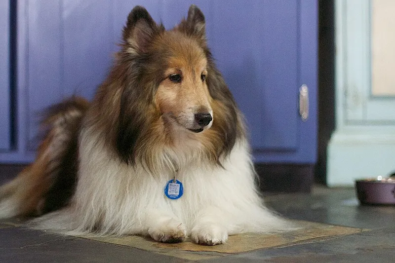 Shetland Çoban Köpeği fotoğraf 1