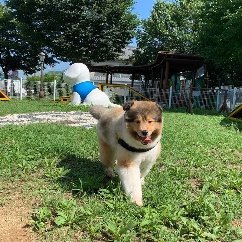 Shetland Çoban Köpeği fotoğraf 3