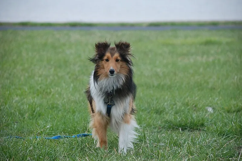 Shetland Çoban Köpeği fotoğraf 4