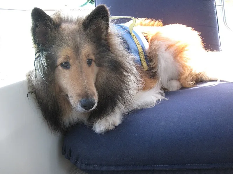 Shetland Çoban Köpeği fotoğraf 6