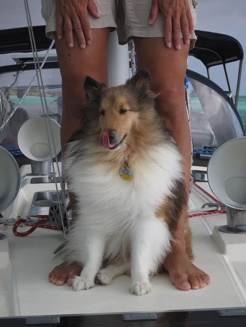 Shetland Çoban Köpeği fotoğraf 8