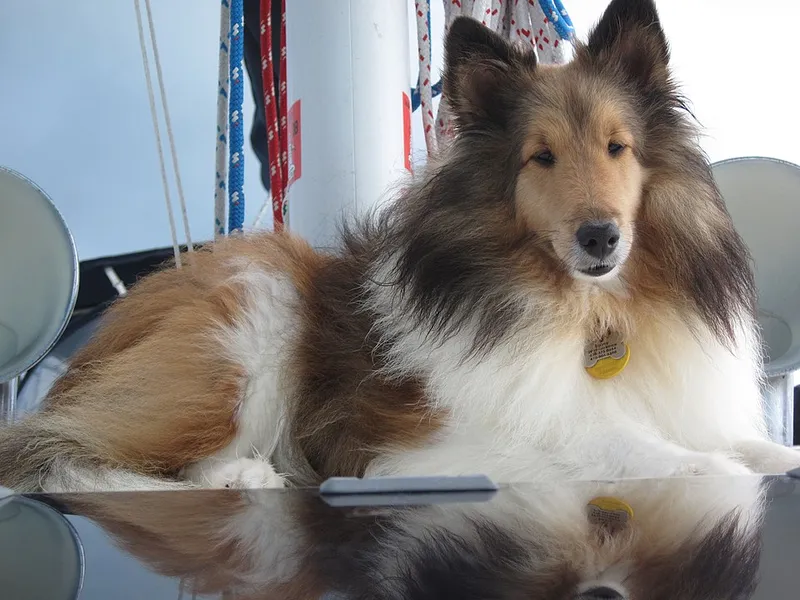 Shetland Çoban Köpeği fotoğraf 9