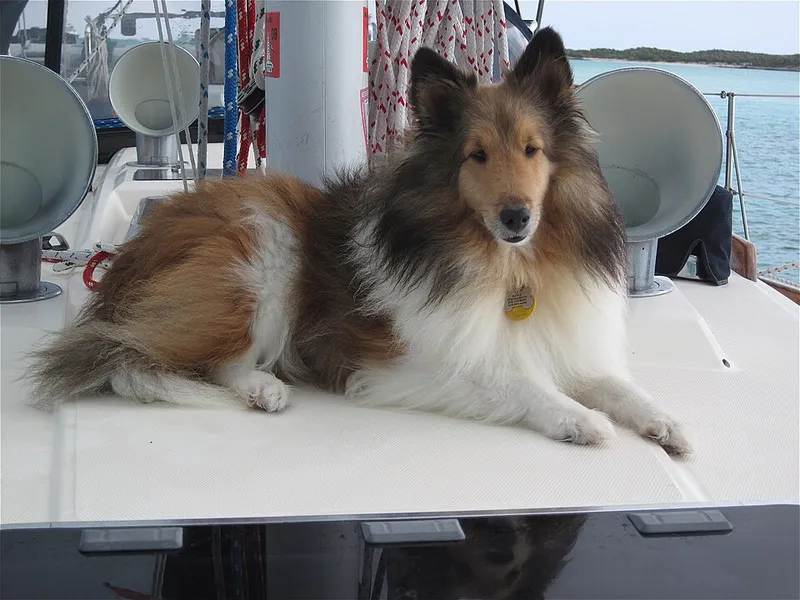 Shetland Çoban Köpeği fotoğraf 10