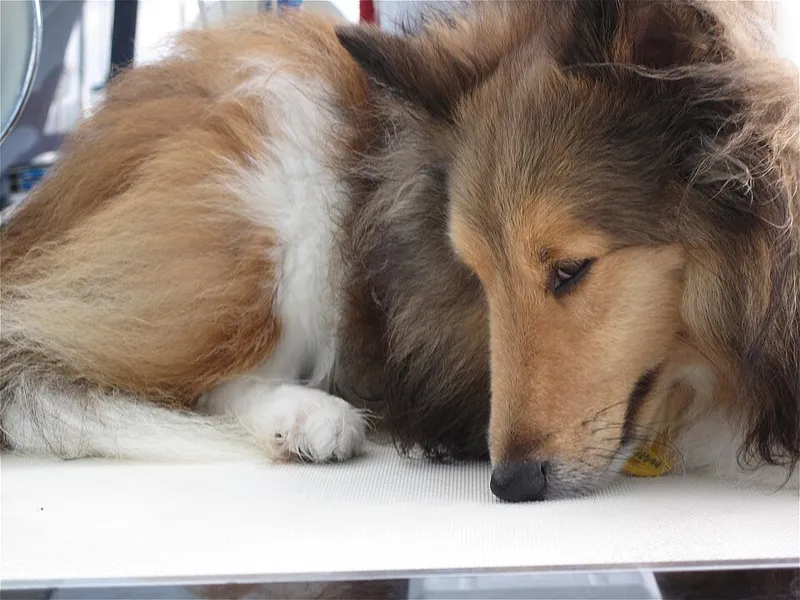 Shetland Çoban Köpeği fotoğraf 11