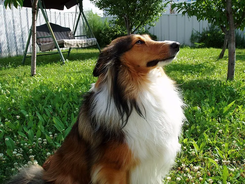 Shetland Çoban Köpeği fotoğraf 12