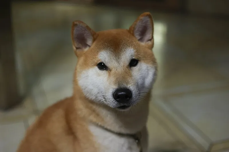Shiba Inu fotoğraf 2