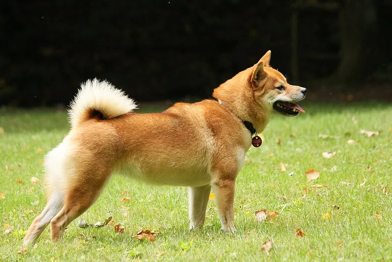 Shiba Inu fotoğraf 3