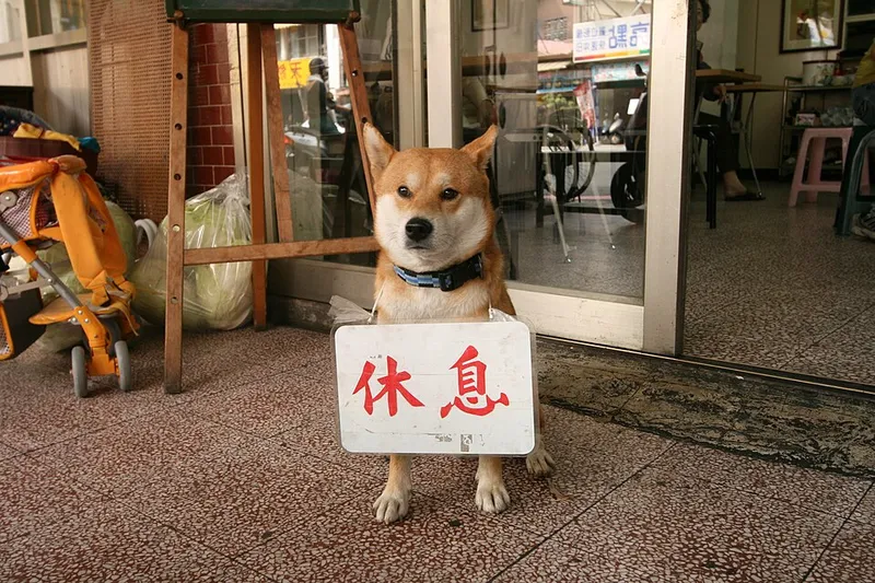 Shiba Inu fotoğraf 4