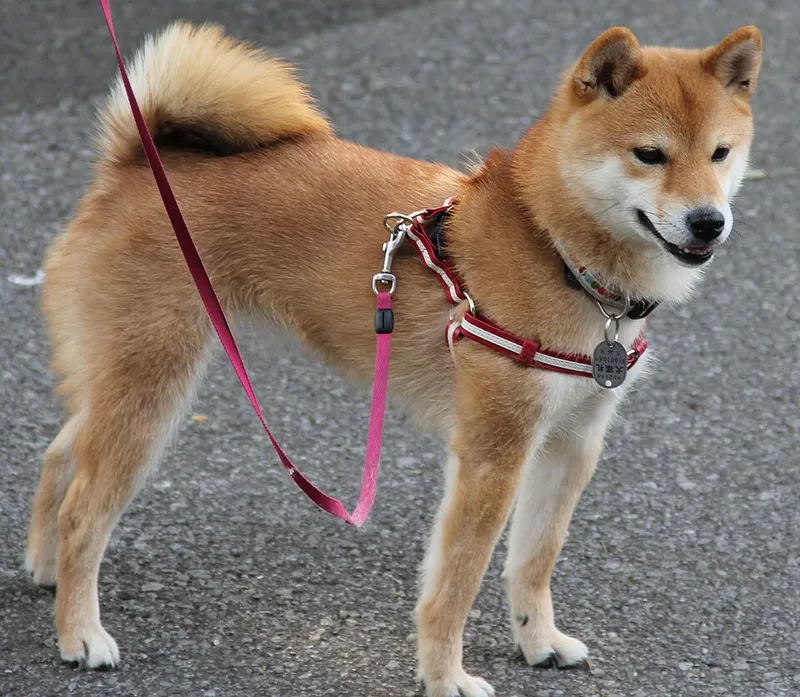 Shiba Inu fotoğraf 5