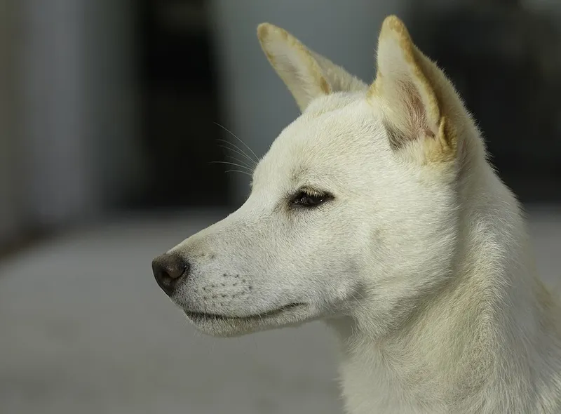 Shiba Inu fotoğraf 6