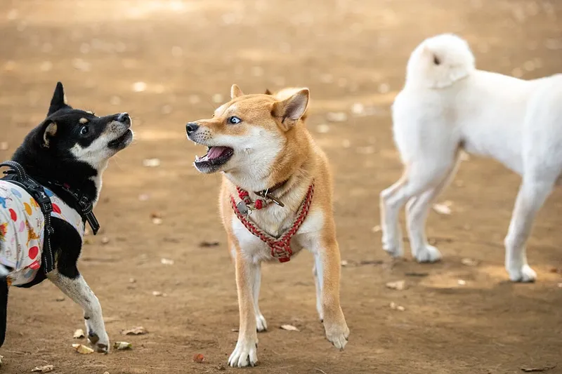 Shiba Inu fotoğraf 7