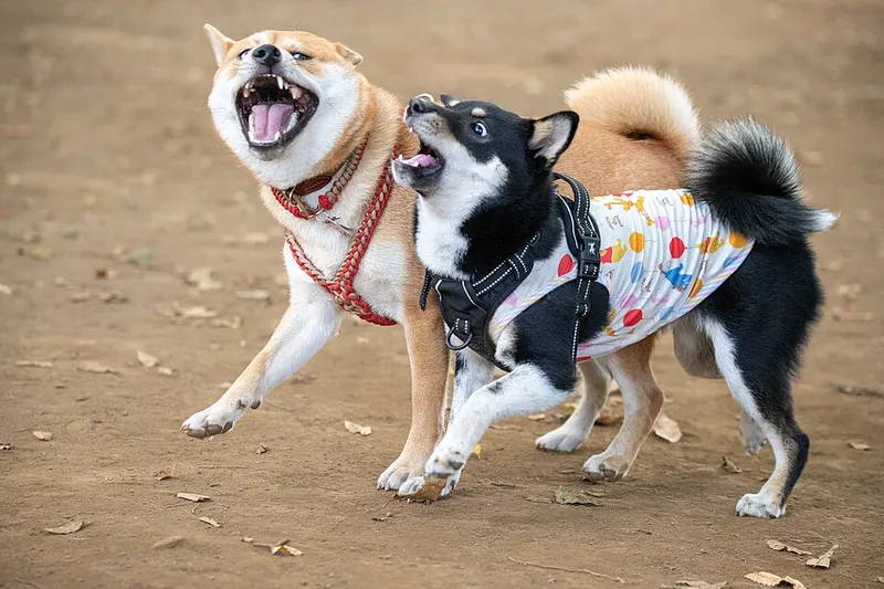 Shiba Inu fotoğraf 8