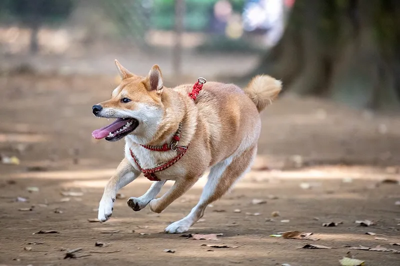 Shiba Inu fotoğraf 11