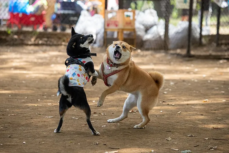 Shiba Inu fotoğraf 12