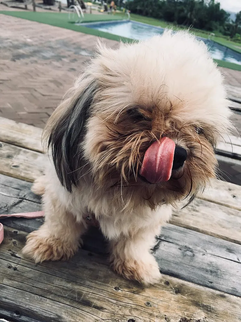 Shih Tzu fotoğraf 1