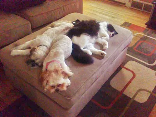 Shih Tzu fotoğraf 2