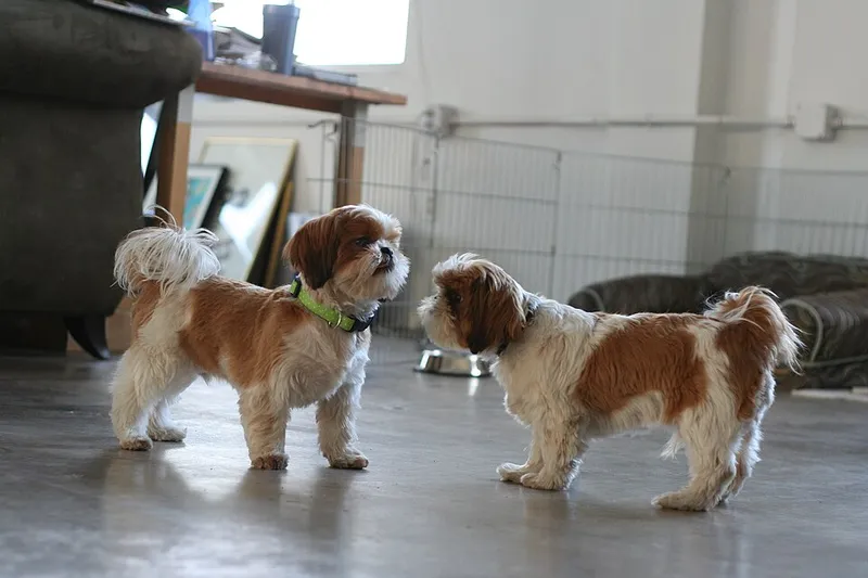 Shih Tzu fotoğraf 3