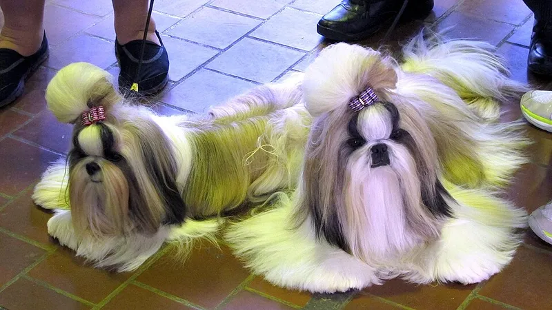 Shih Tzu fotoğraf 4