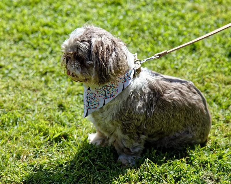 Shih Tzu fotoğraf 5