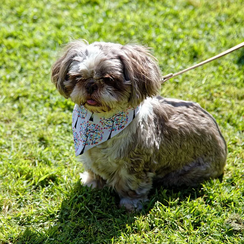Shih Tzu fotoğraf 6