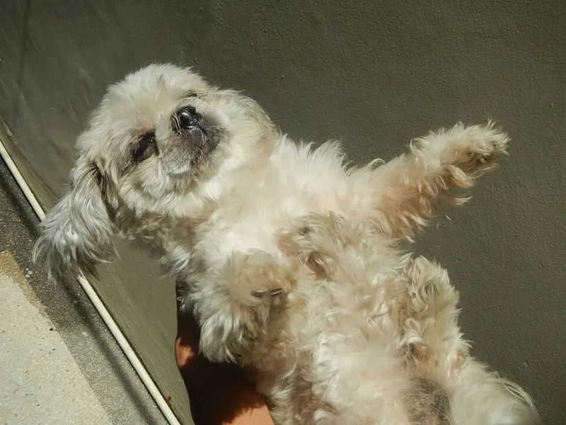 Shih Tzu fotoğraf 7