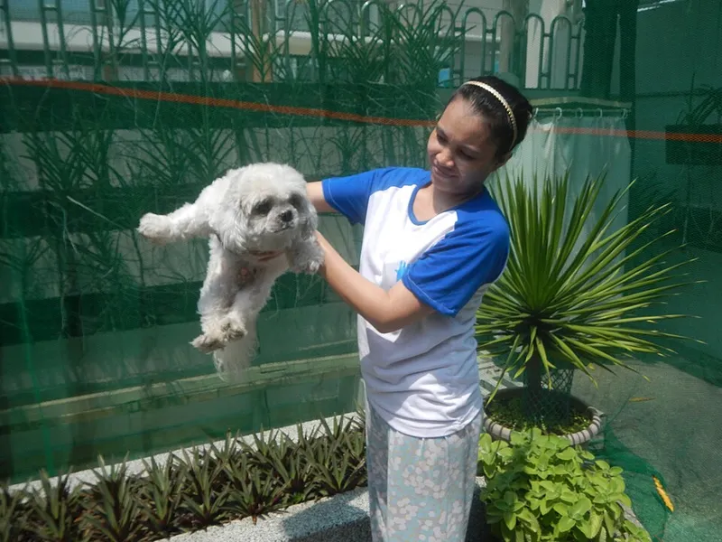 Shih Tzu fotoğraf 8