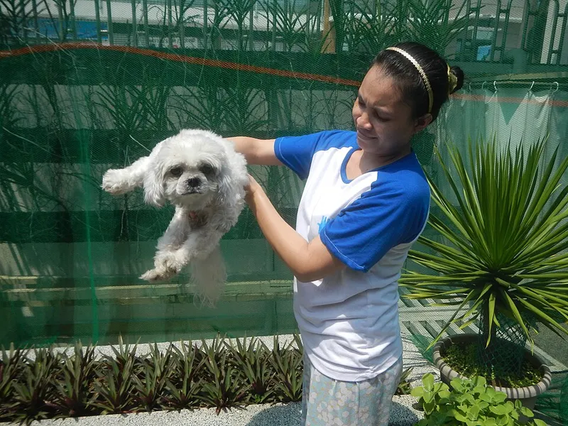 Shih Tzu fotoğraf 9