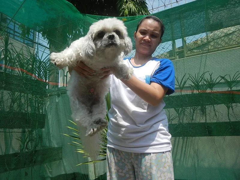 Shih Tzu fotoğraf 10