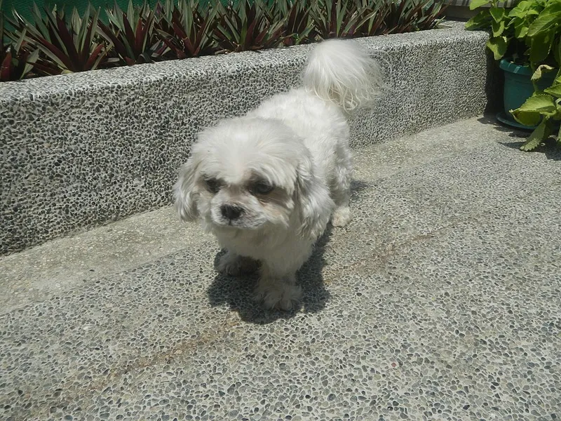 Shih Tzu fotoğraf 11