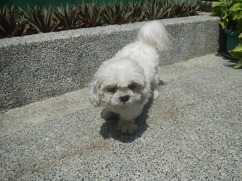 Shih Tzu fotoğraf 12