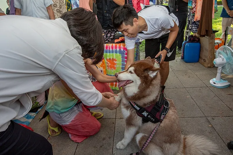 Sibirya Kurdu (Husky) fotoğraf 1